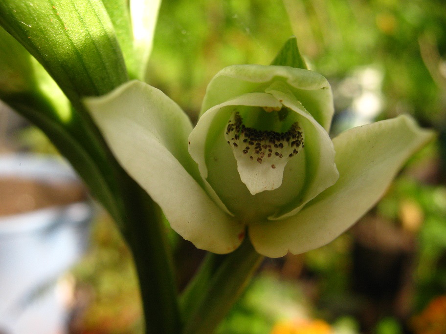 Quieren declarar a la orquídea del talar de Lugano como “flor simbólica” de  la Ciudad | Noticias para la Ciudad